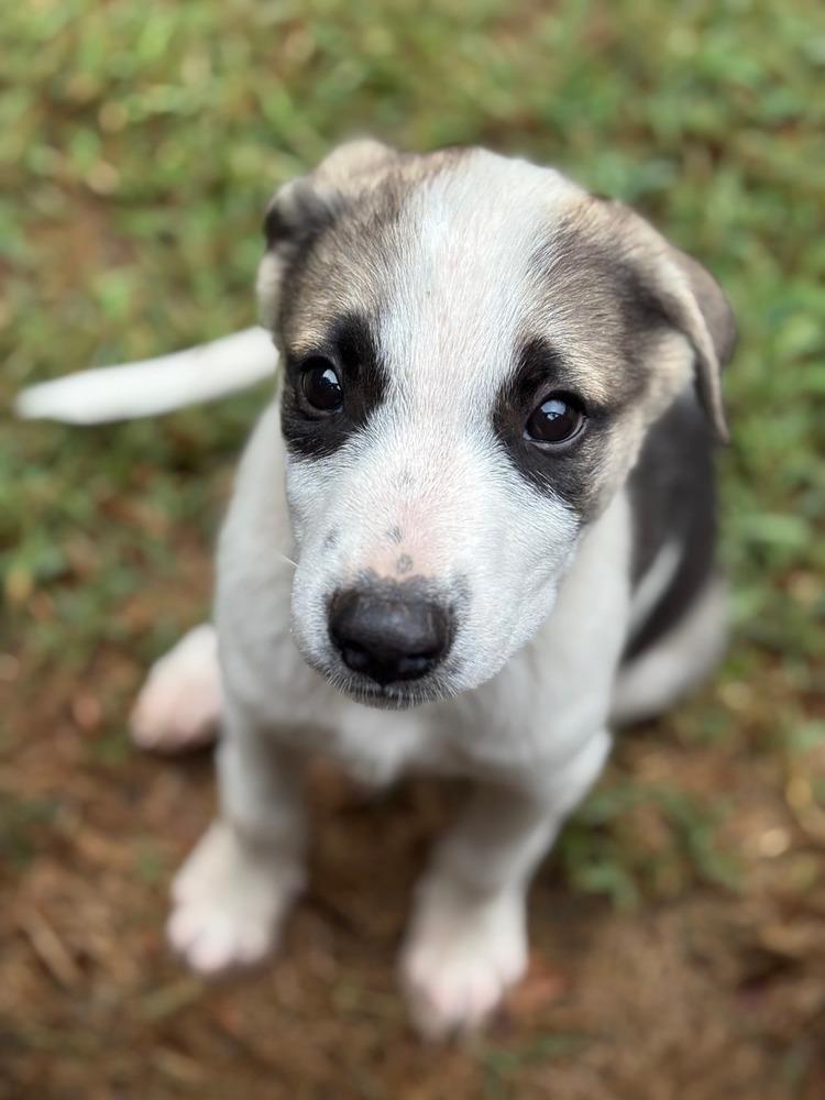 Enlarge Maximus, a Adoptable mixed breed in Shawnee, OK image 3/5