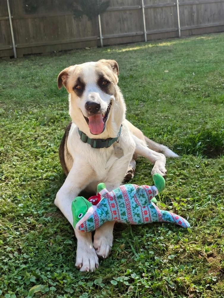 Enlarge Maximus, a Adoptable mixed breed in Shawnee, OK image 5/6