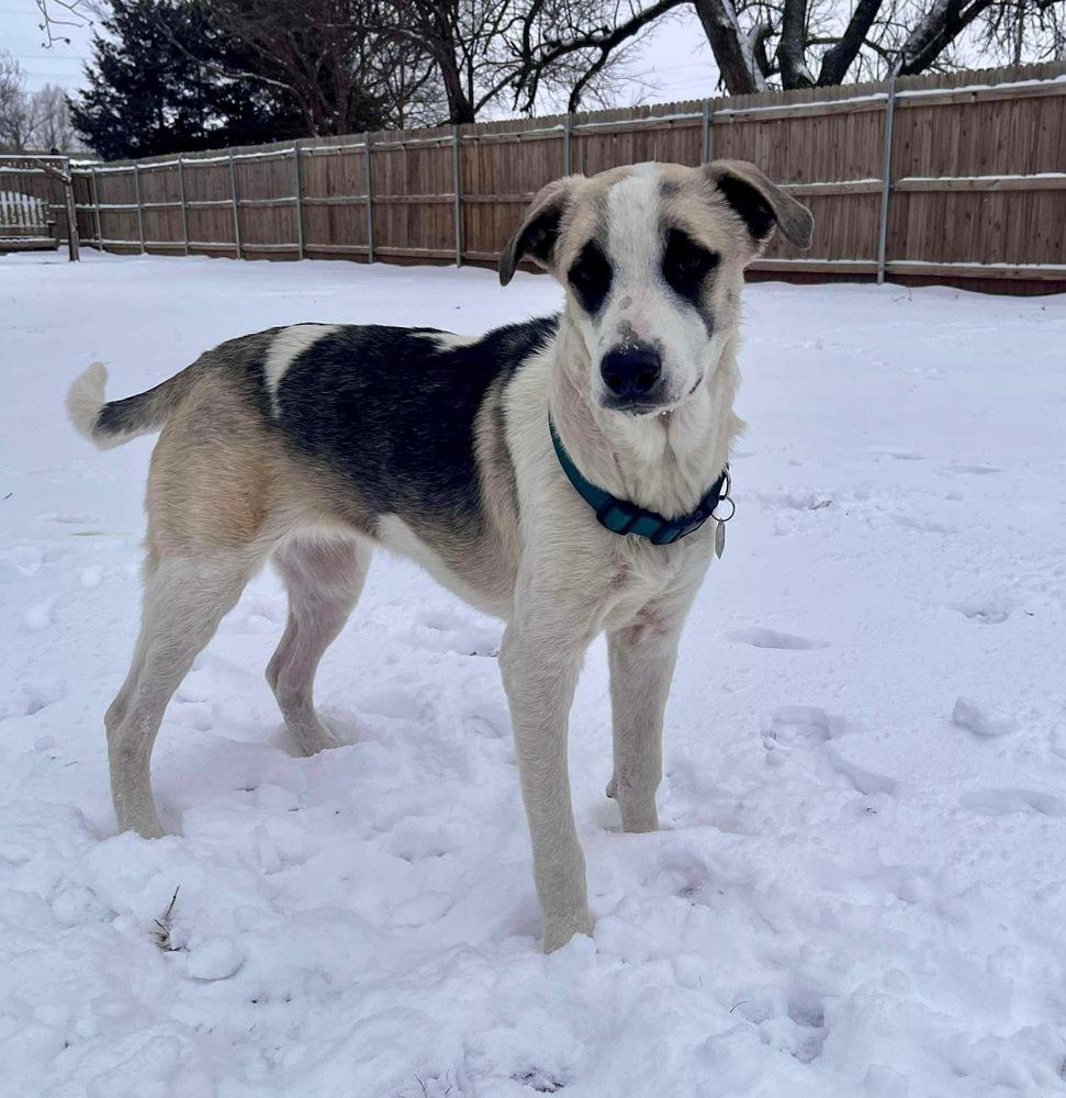 Enlarge Maximus, a Adoptable mixed breed in Shawnee, OK image 3/5