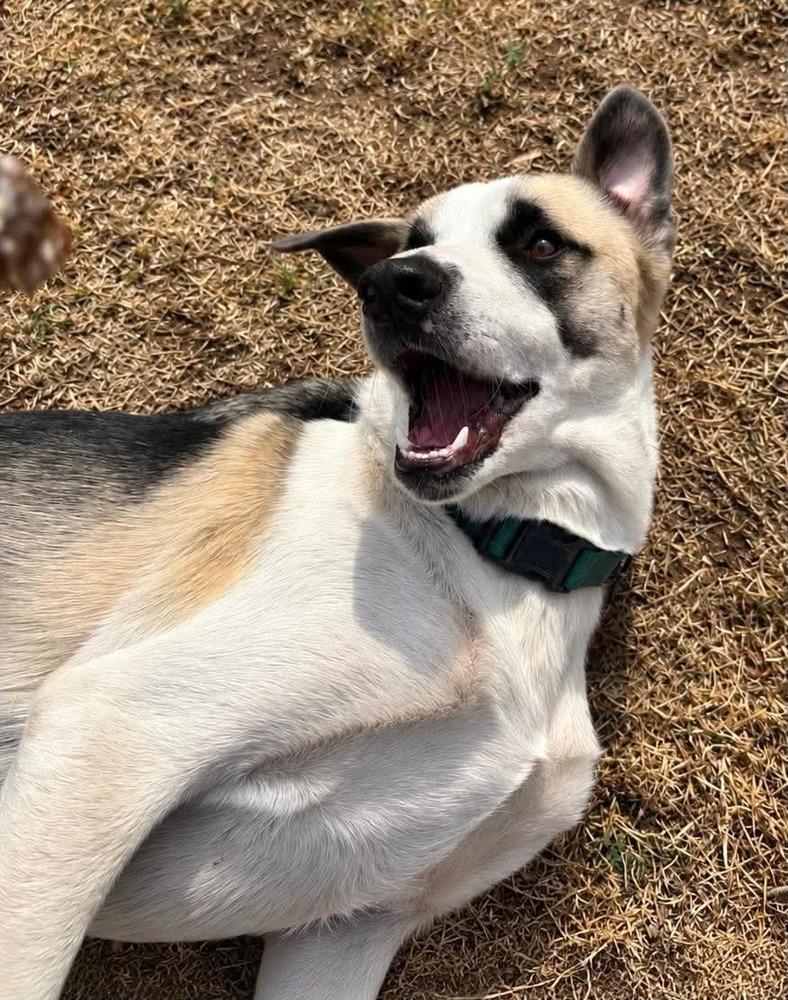 Enlarge Maximus, a Adoptable mixed breed in Shawnee, OK image 6/6