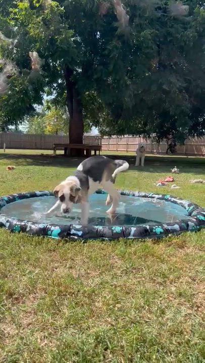 Enlarge Maximus, a Adoptable mixed breed in Shawnee, OK video 5/5