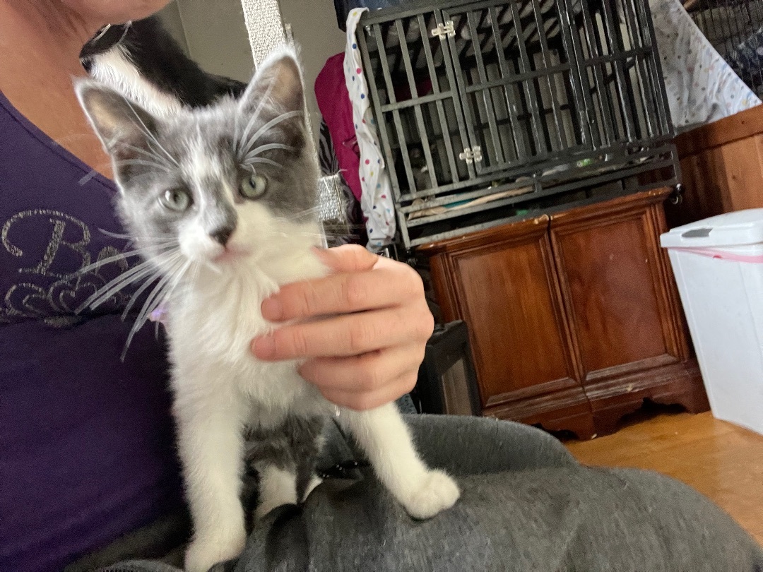 Enlarge Cloe, a Adopted American Shorthair in Newark valley, NY image 1/3