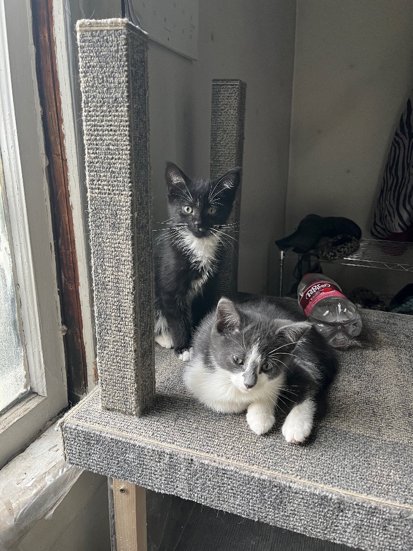 Enlarge Cloe, a Adopted American Shorthair in Newark valley, NY image 2/3