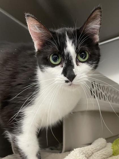 Fay, Adoptable, Adult Female Domestic Short Hair & Domestic Short Hair.