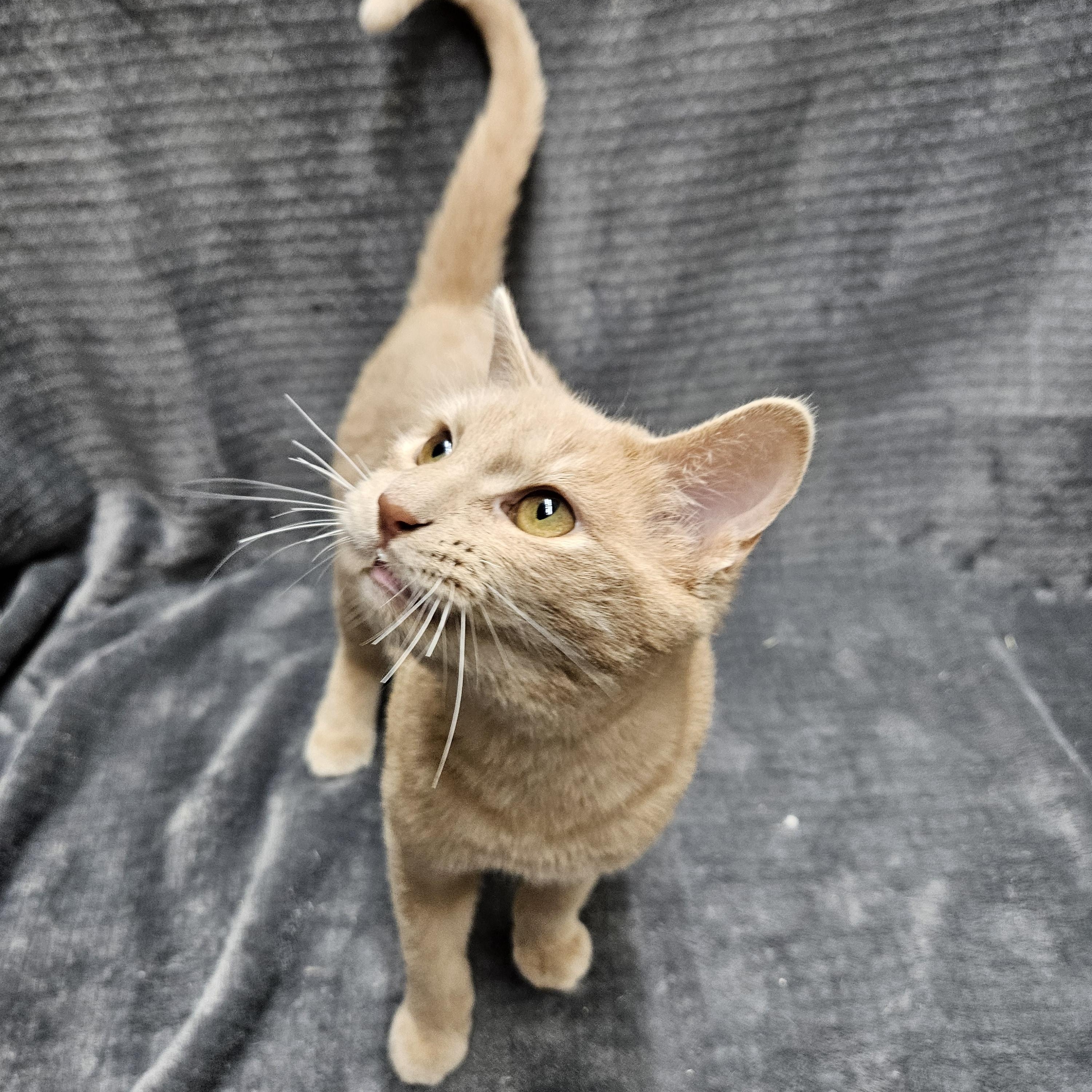 Candy Corn, adopted, Young Male Domestic Medium Hair.