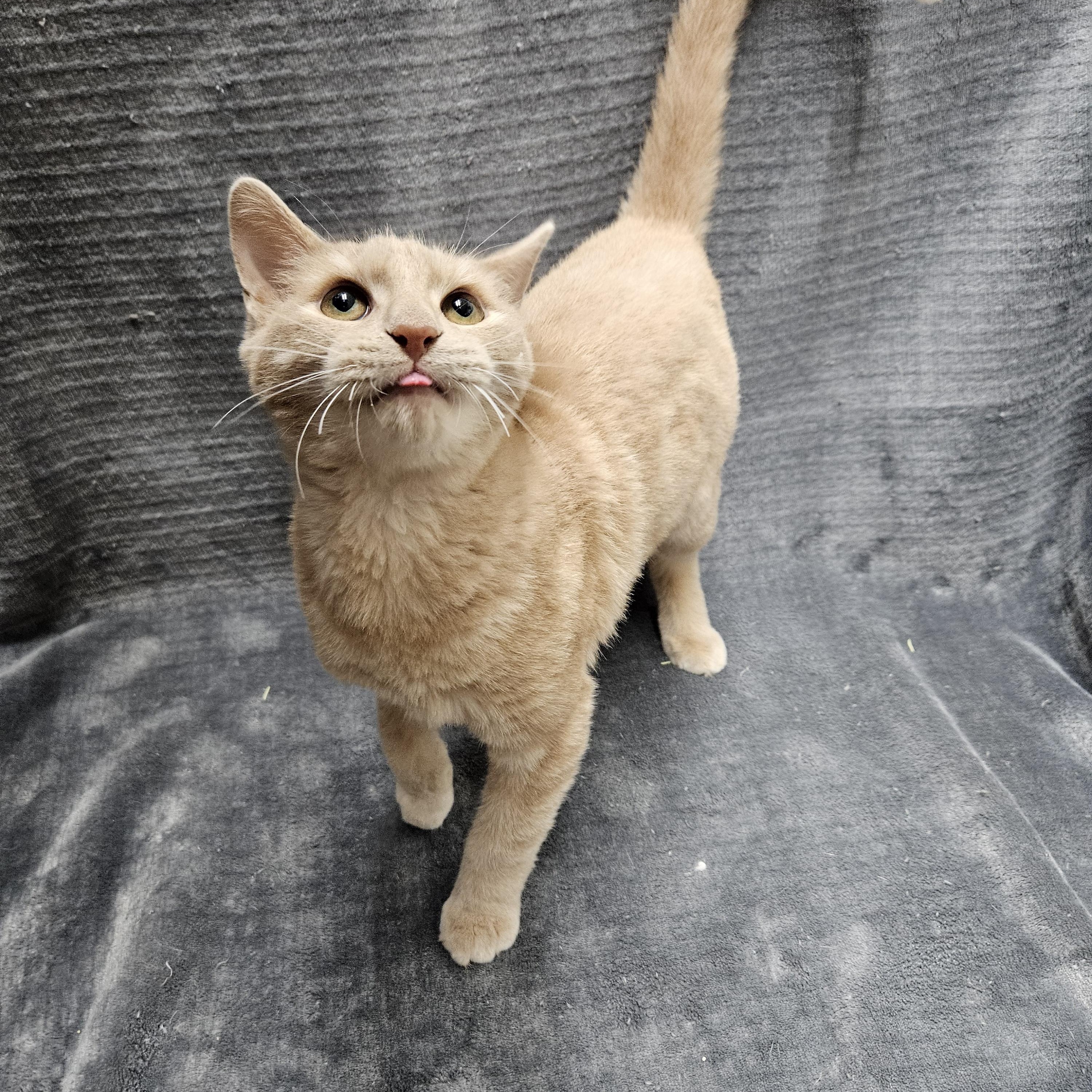 Enlarge Candy Corn, an adopted Domestic Medium Hair in Antioch, IL image 3/3