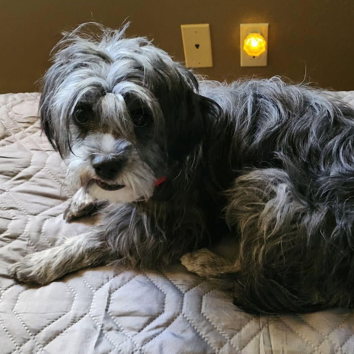 Enlarge Mercedes, a ADOPTABLE mixed breed in Marfa, TX image 2/6