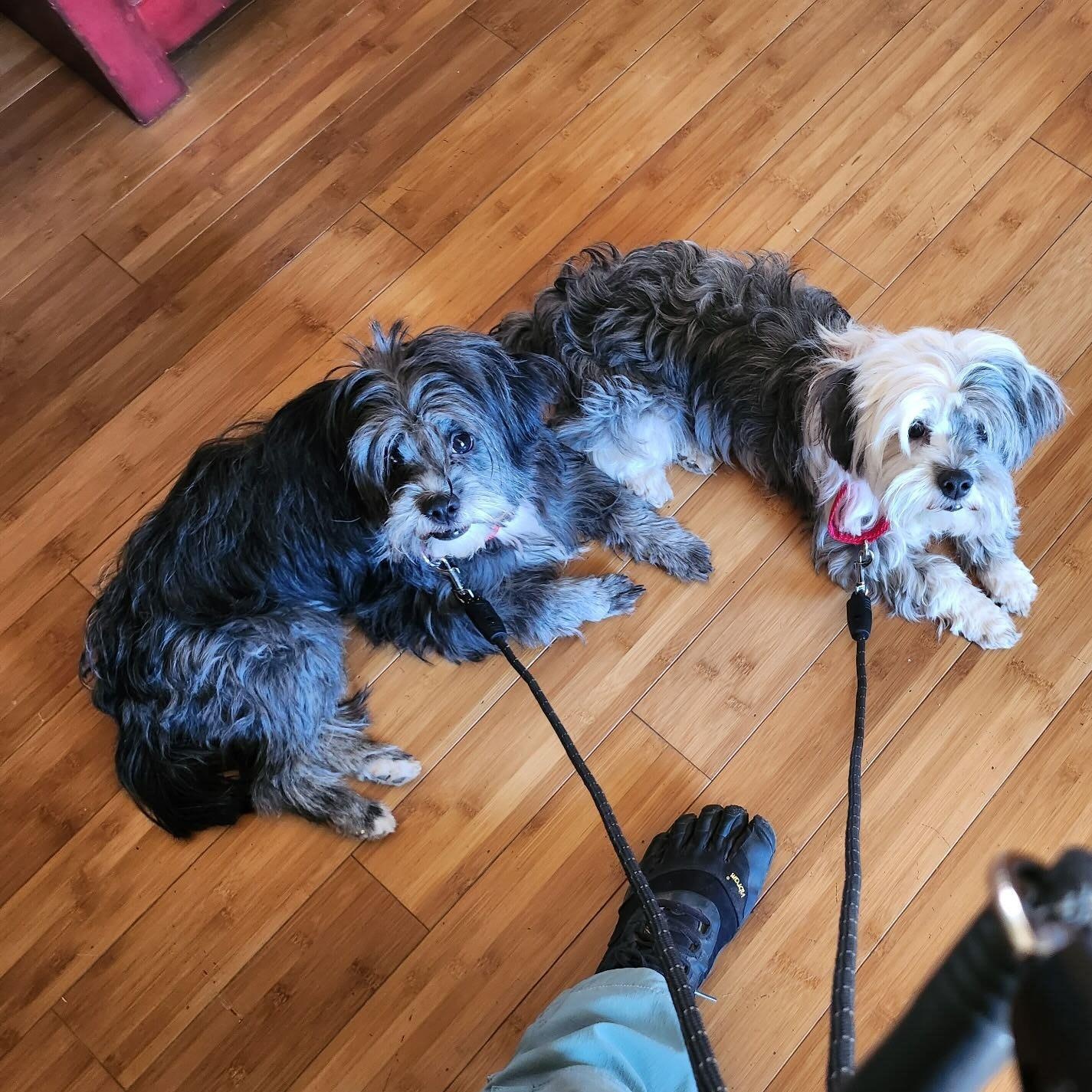 Enlarge Mercedes, a ADOPTABLE mixed breed in Marfa, TX image 4/6