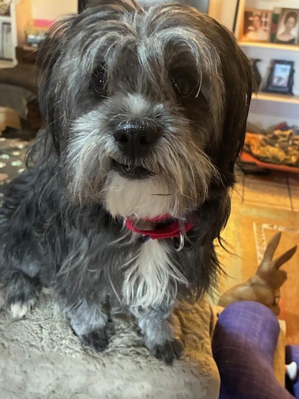 Enlarge Mercedes, a ADOPTABLE mixed breed in Marfa, TX image 6/6