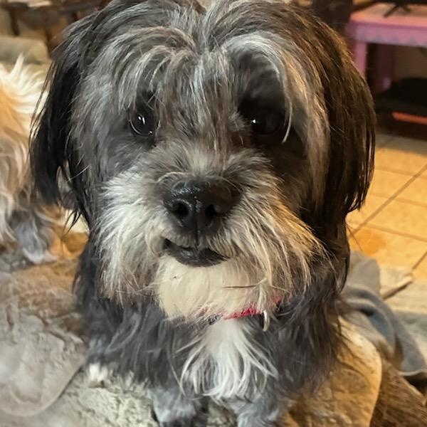 Enlarge Mercedes, a ADOPTABLE mixed breed in Marfa, TX image 1/6