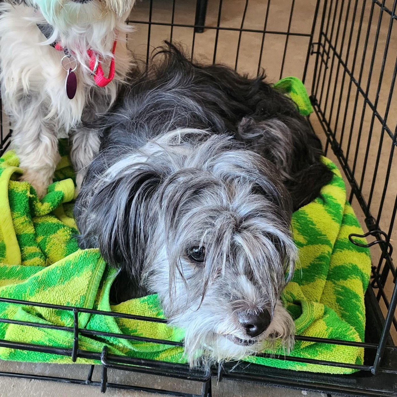 Enlarge Mercedes, a ADOPTABLE mixed breed in Marfa, TX image 3/6