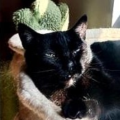 Enlarge Lucy, a Adoptable mixed breed in Champaign, IL image 4/6