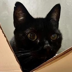 Enlarge Lucy, a Adoptable mixed breed in Champaign, IL image 3/6