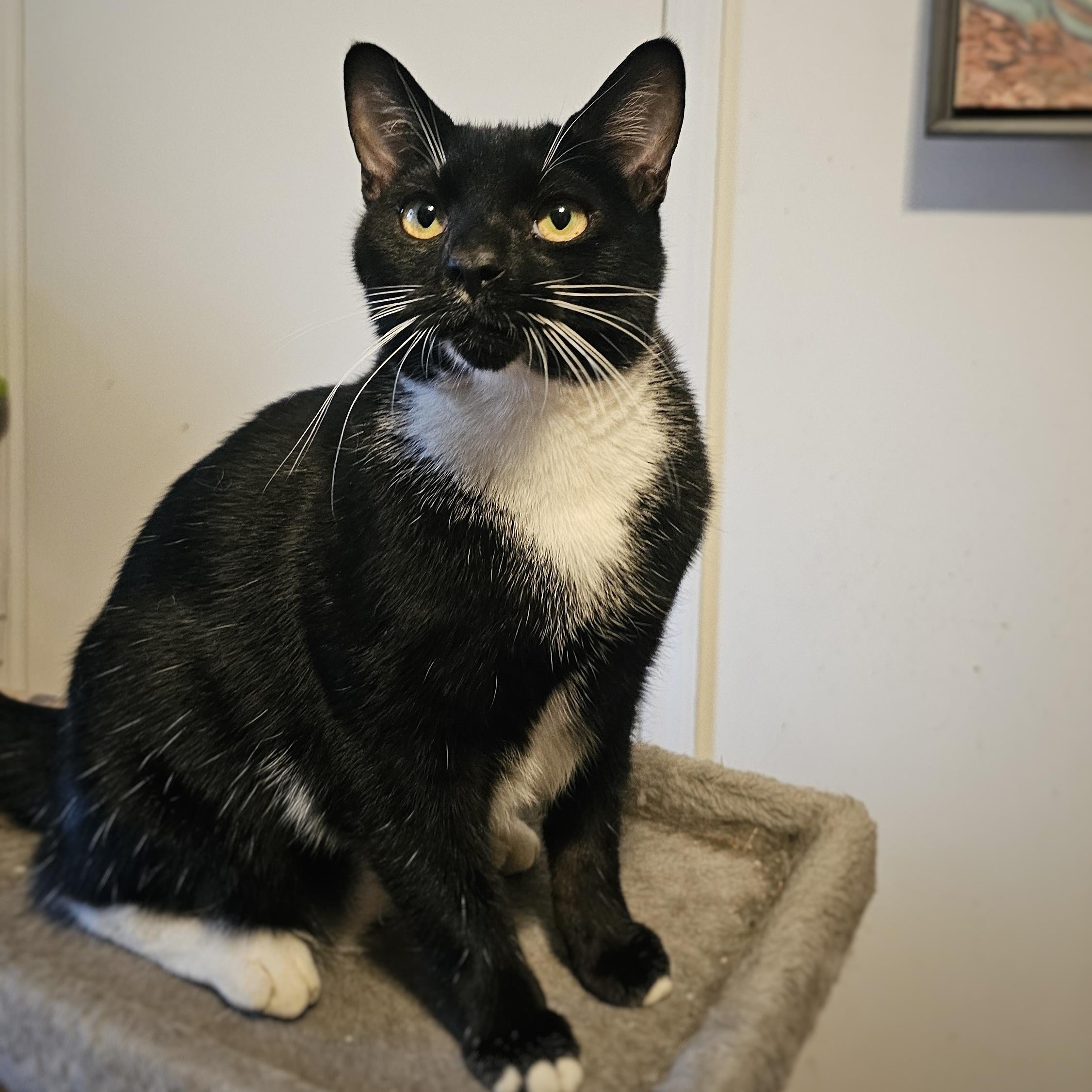 Biscotti, adoptable, Young Male Domestic Short Hair.