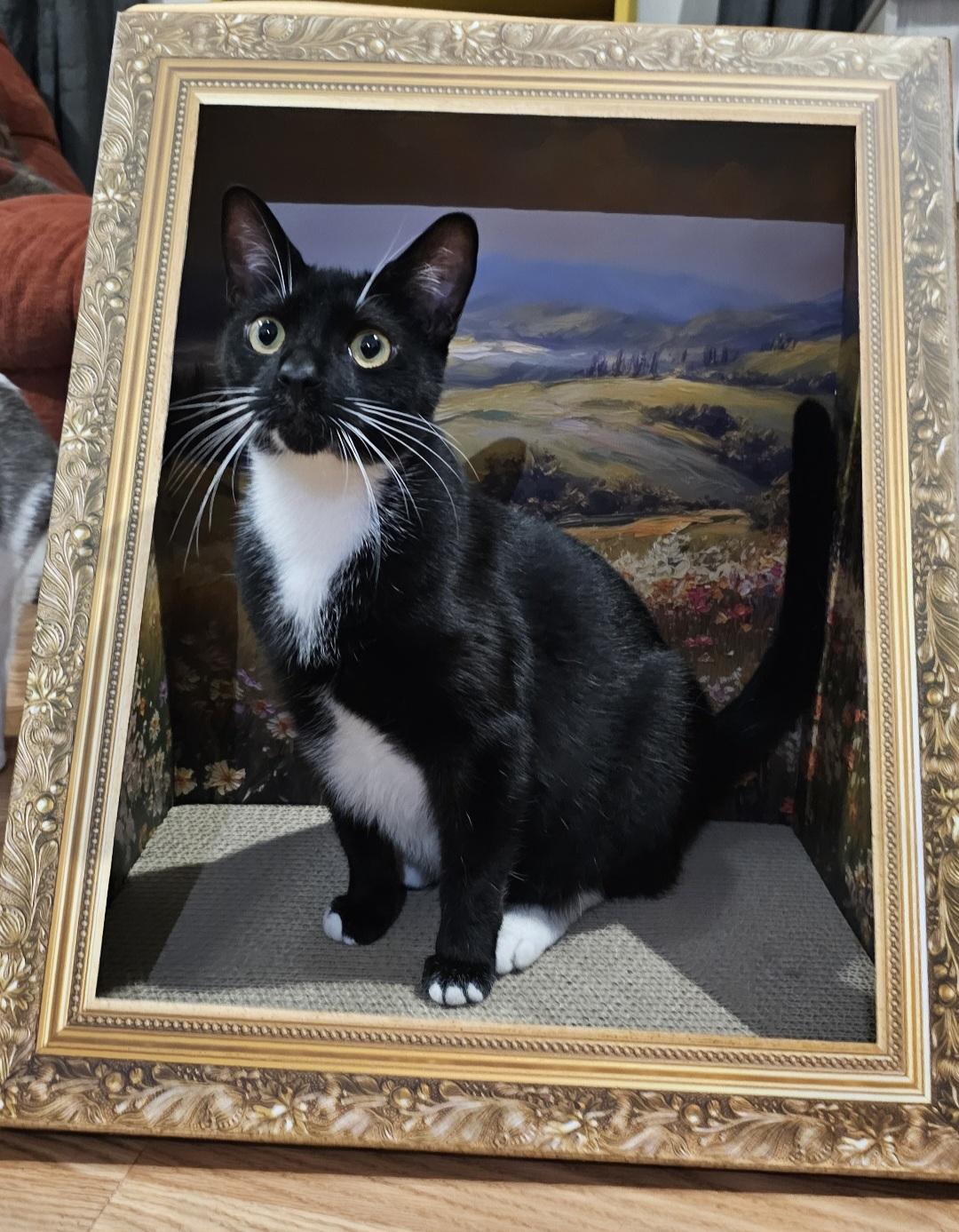 Enlarge Biscotti, an adoptable Domestic Short Hair in Tabor City, NC image 1/6