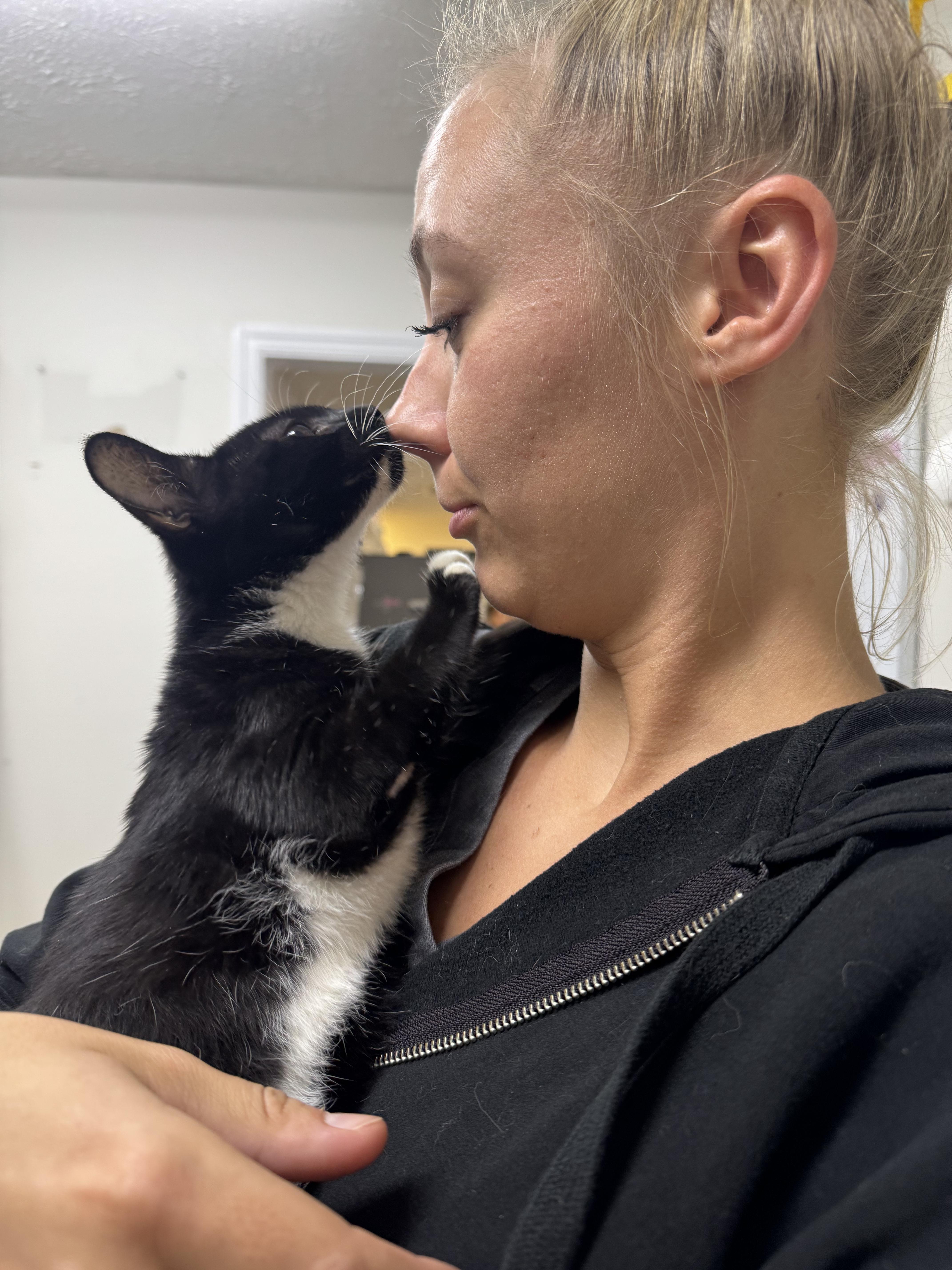 Biscotti, an adoptable Domestic Short Hair in Tabor City, NC image 3/6