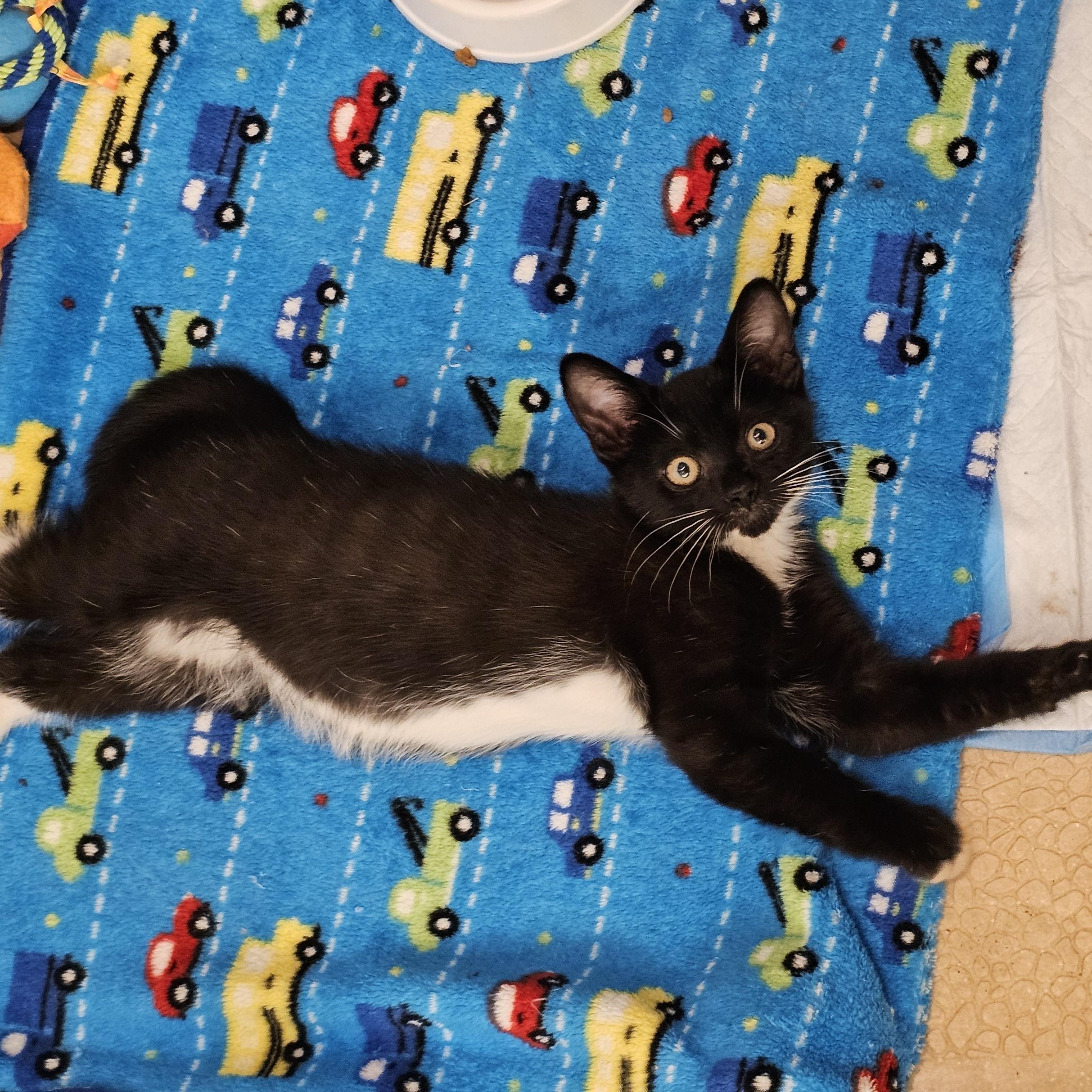 Biscotti, an adoptable Domestic Short Hair in Tabor City, NC image 5/6