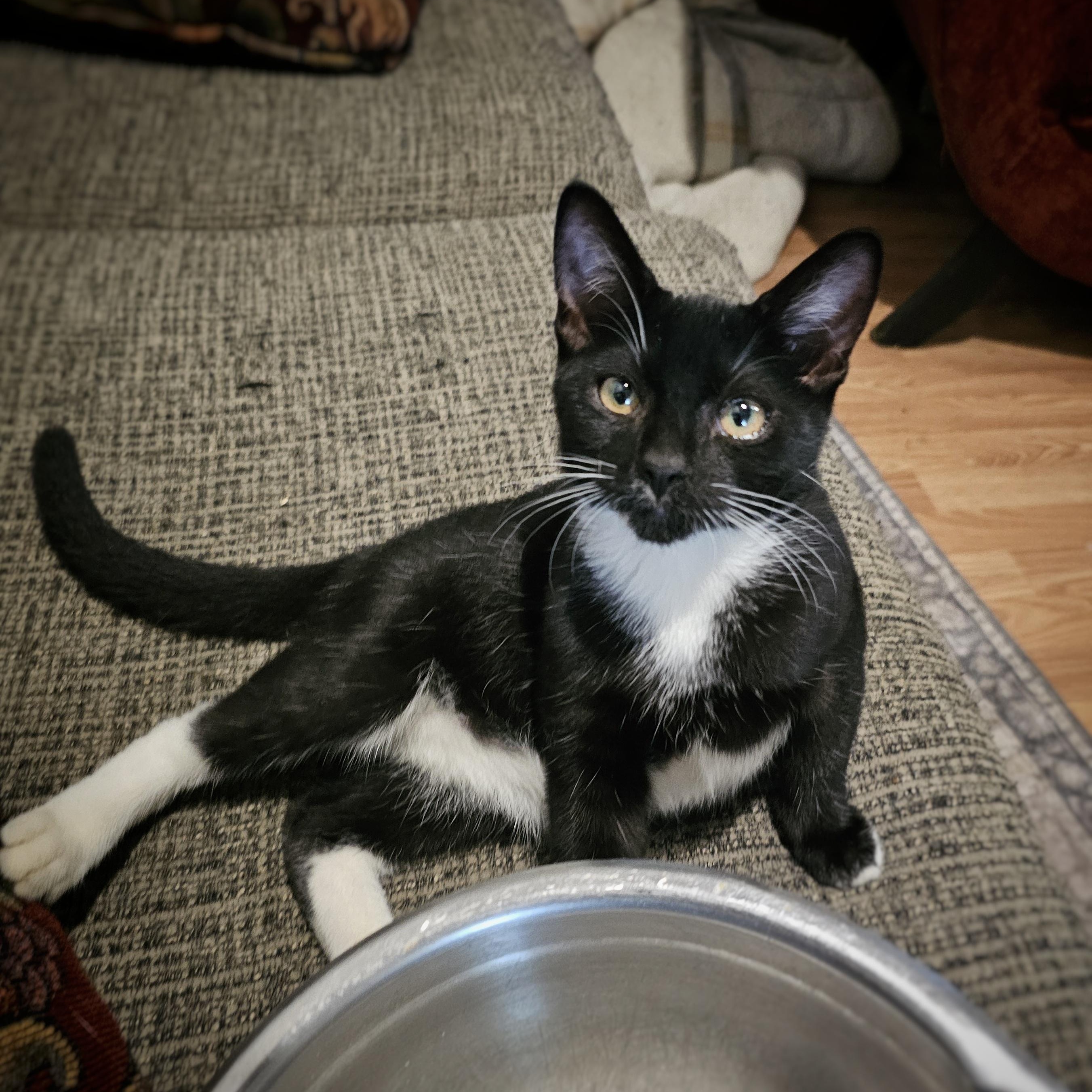 Enlarge Biscotti, an adoptable Domestic Short Hair in Tabor City, NC image 3/6