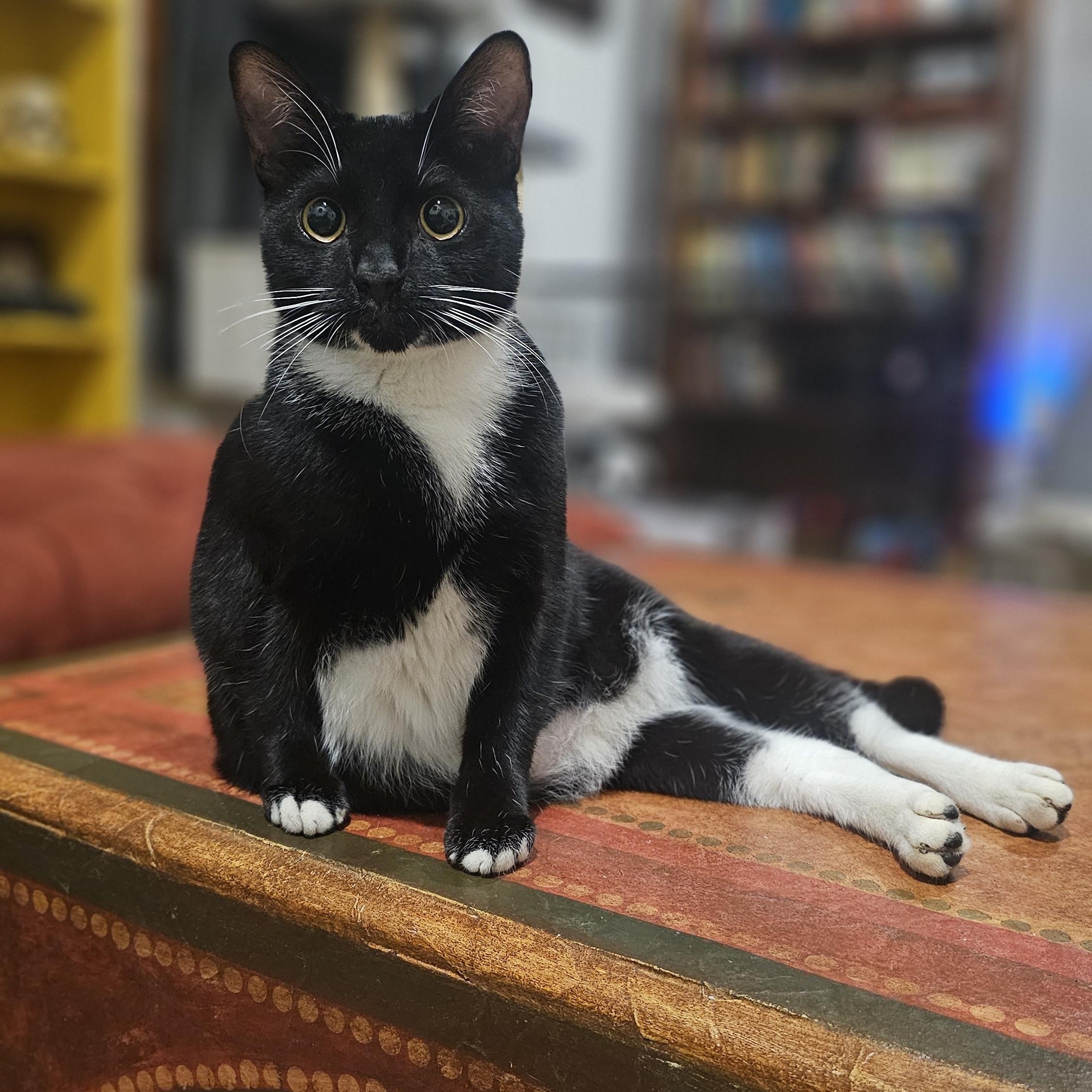 Biscotti, adoptable, Young Male Domestic Short Hair.