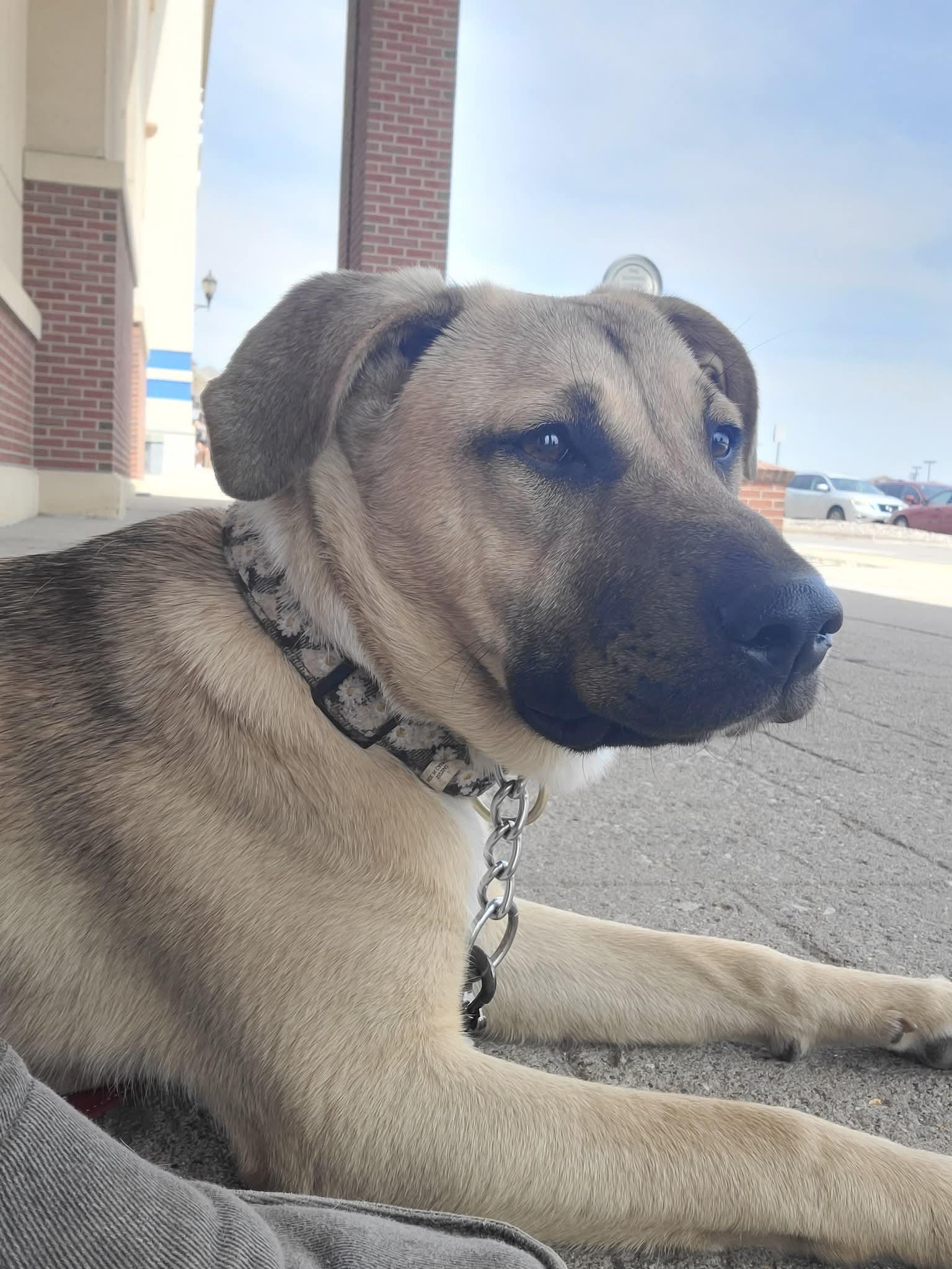 Susie, Adoptable, Young Female Black Mouth Cur & Labrador Retriever.