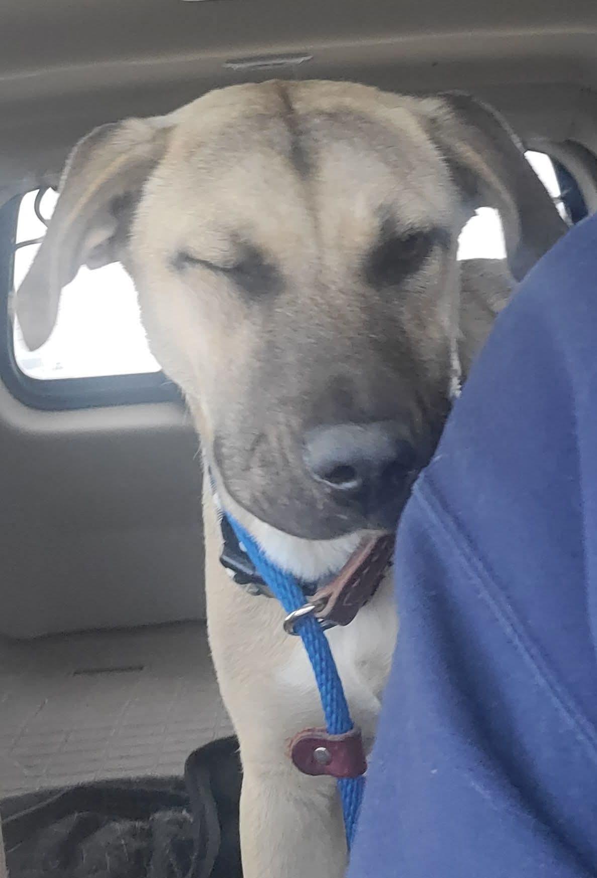 Susie, a Adoptable mixed breed in Sioux City, IA image 2/4