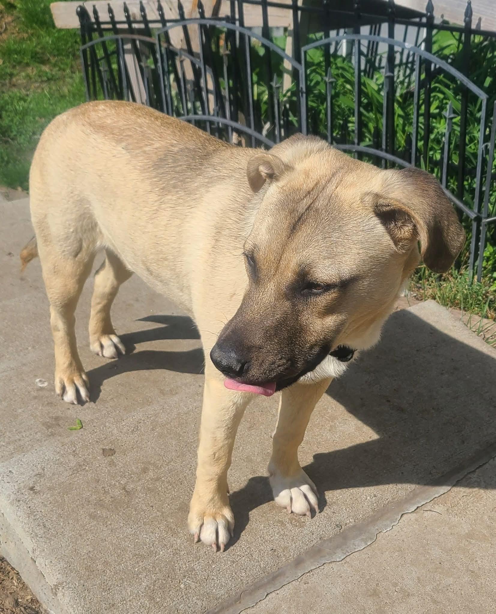Susie, a Adoptable mixed breed in Sioux City, IA image 3/4