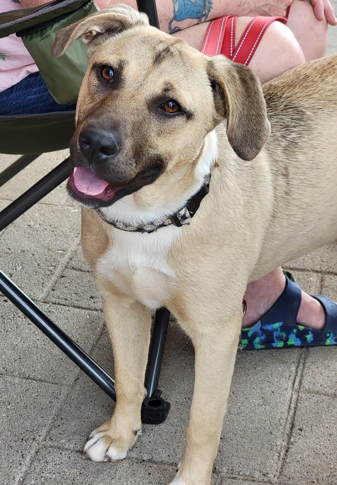 Susie, a Adoptable mixed breed in Sioux City, IA image 4/4