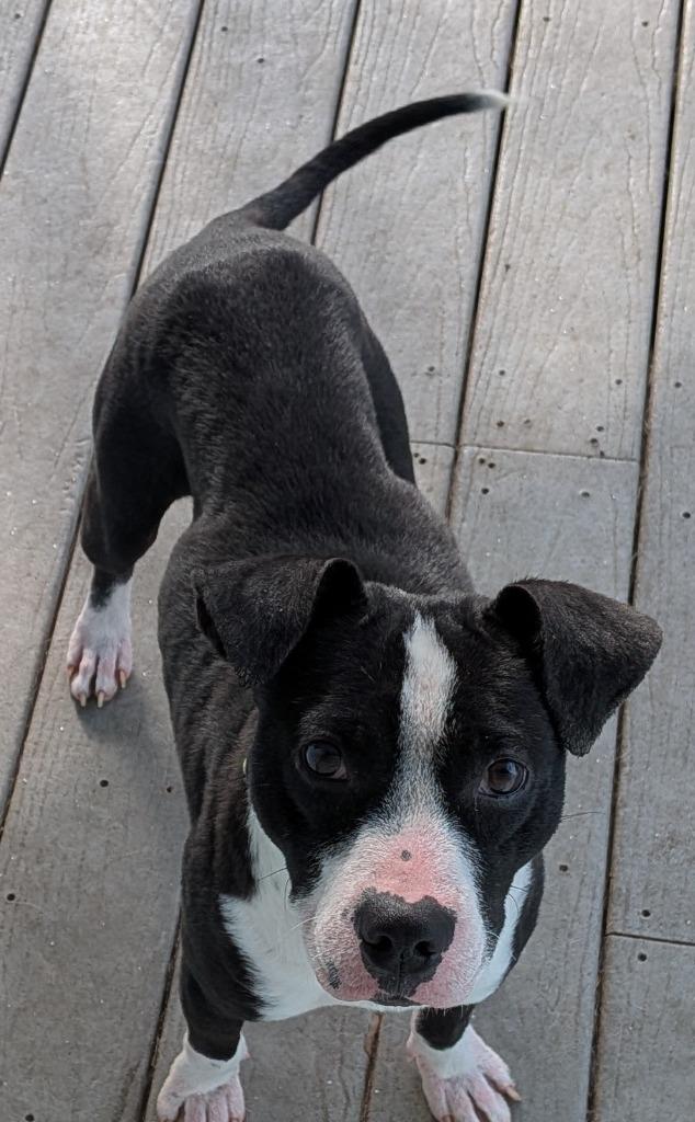 Muppet — thumbnail 2