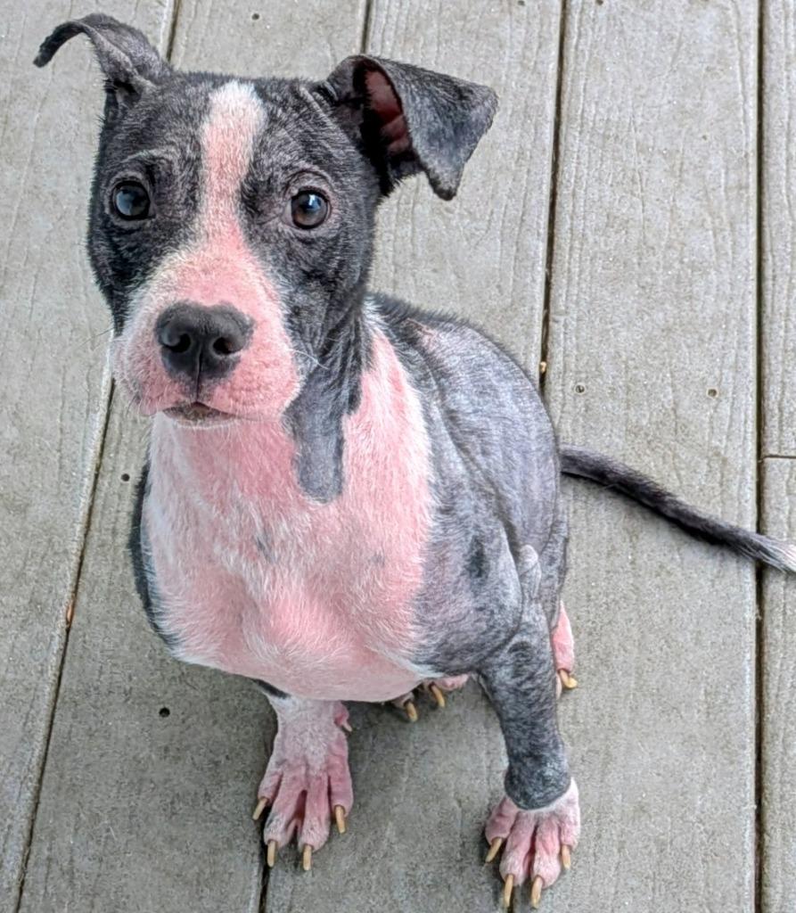 Muppet — thumbnail 3