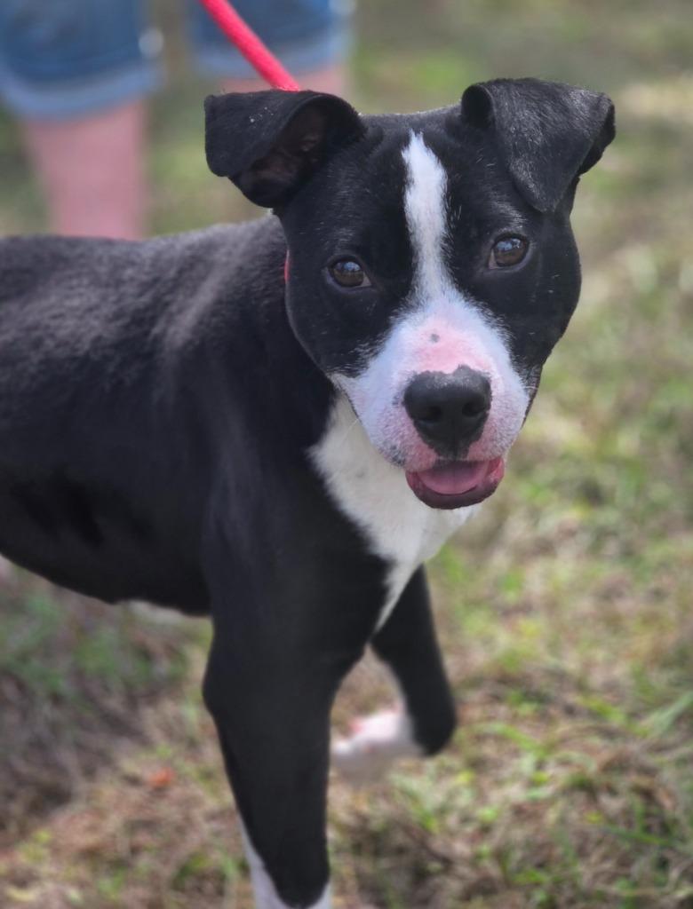 Muppet — thumbnail 4