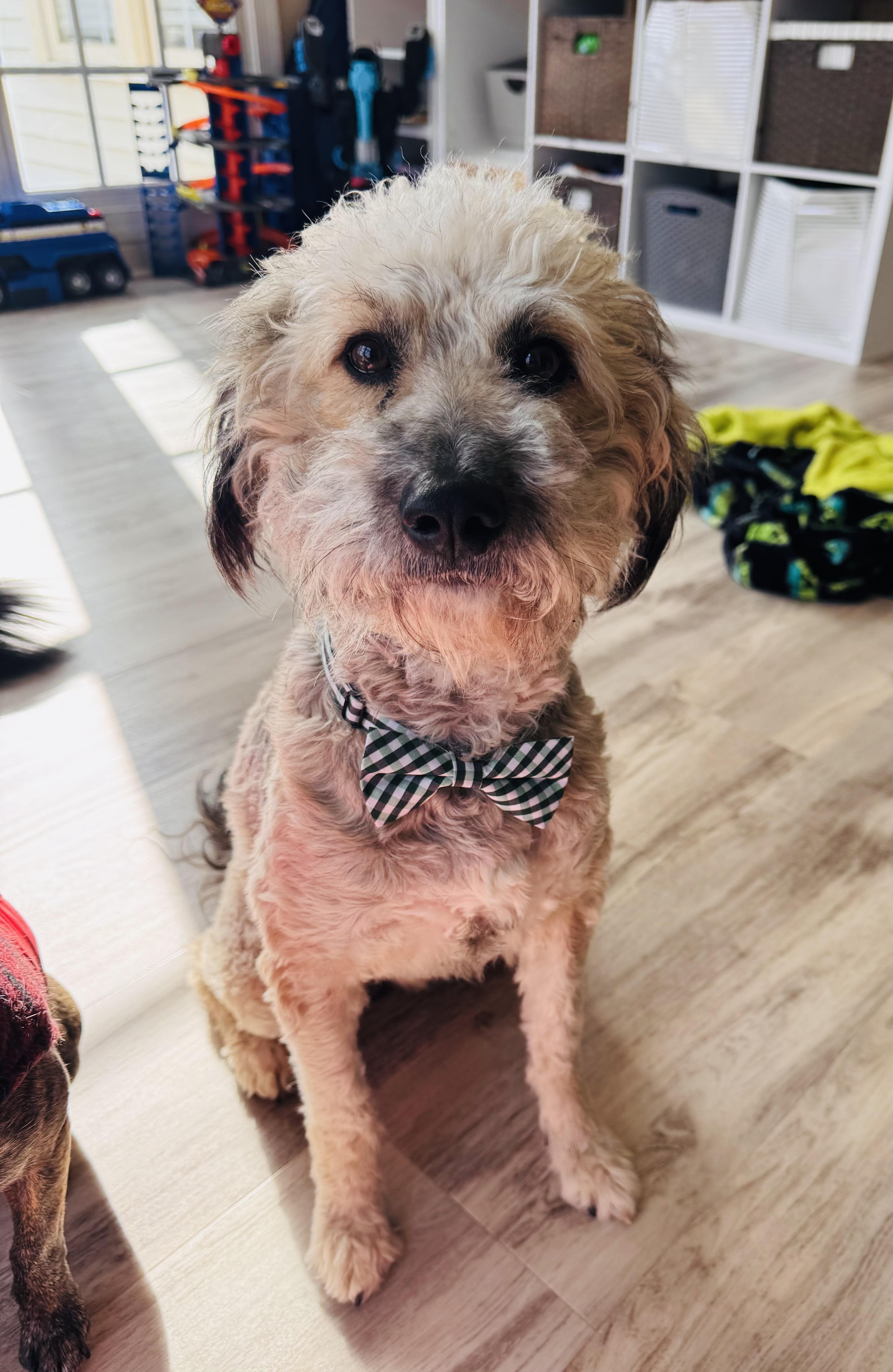 Lyle, Adoptable, Adult Male Poodle & Schnauzer.