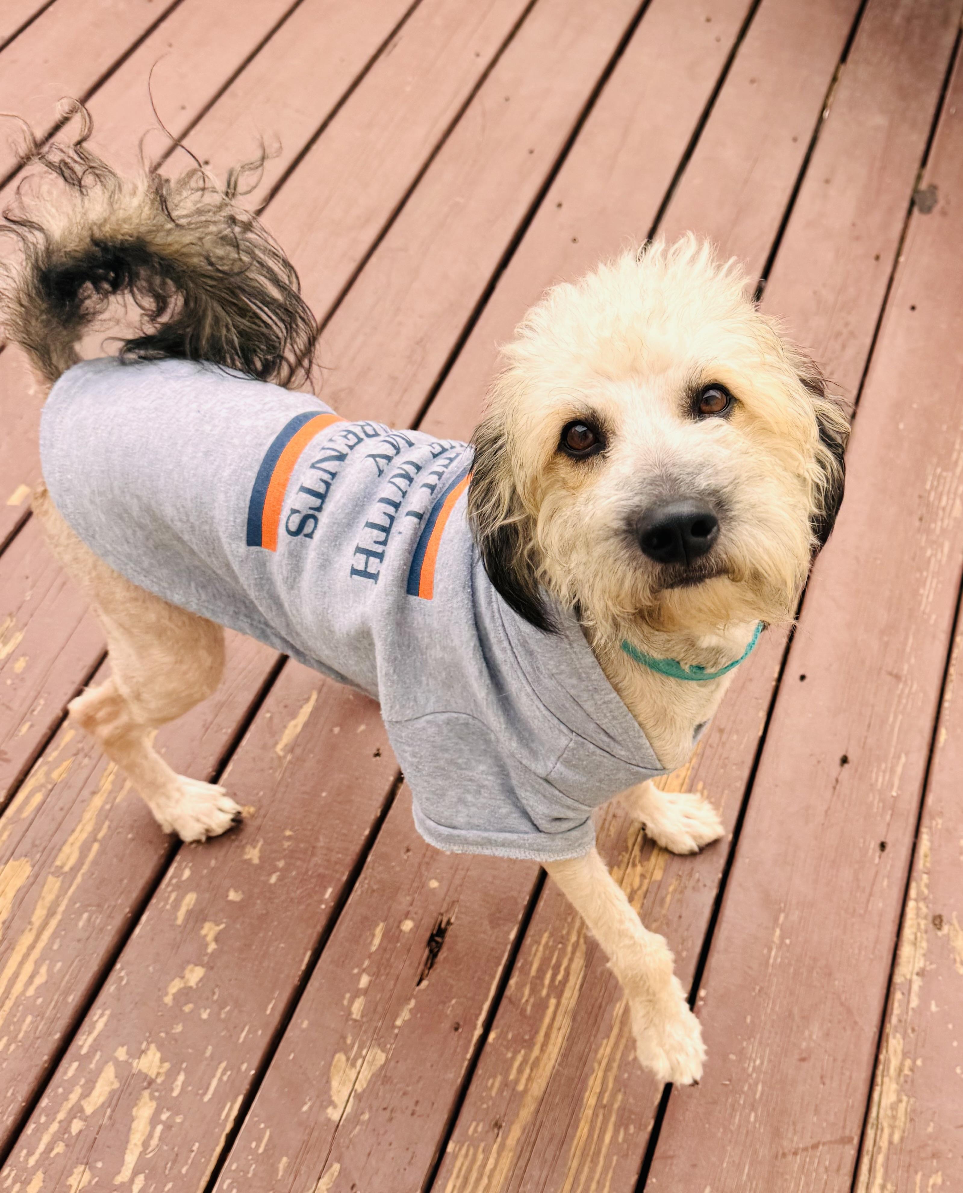 Lyle, Adoptable, Adult Male Poodle & Schnauzer.