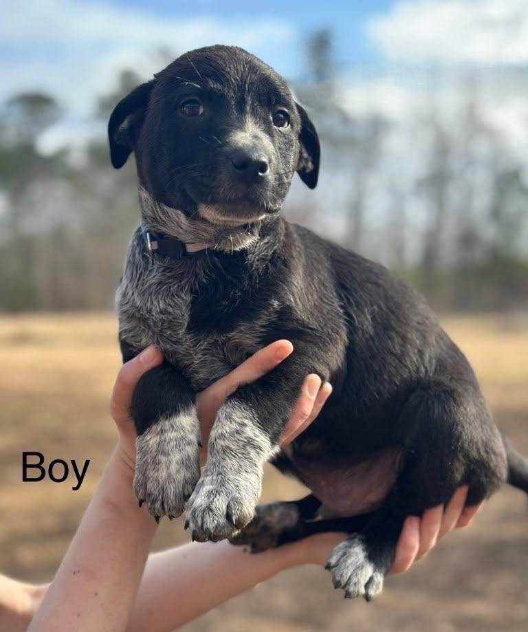 Finn, ADOPTABLE, Puppy Male Retriever & Cattle Dog.