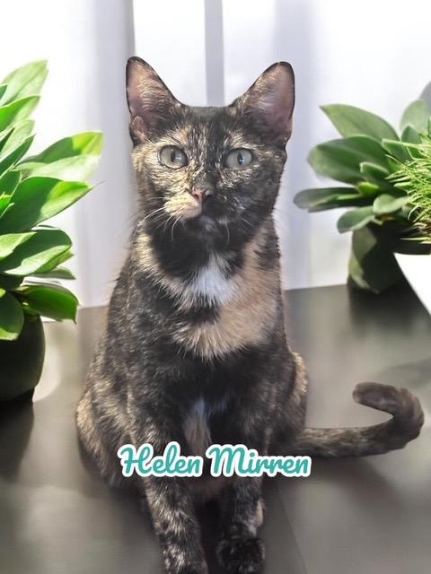 Enlarge Helen II, a Adoptable mixed breed in Richland Hills, TX image 1/1