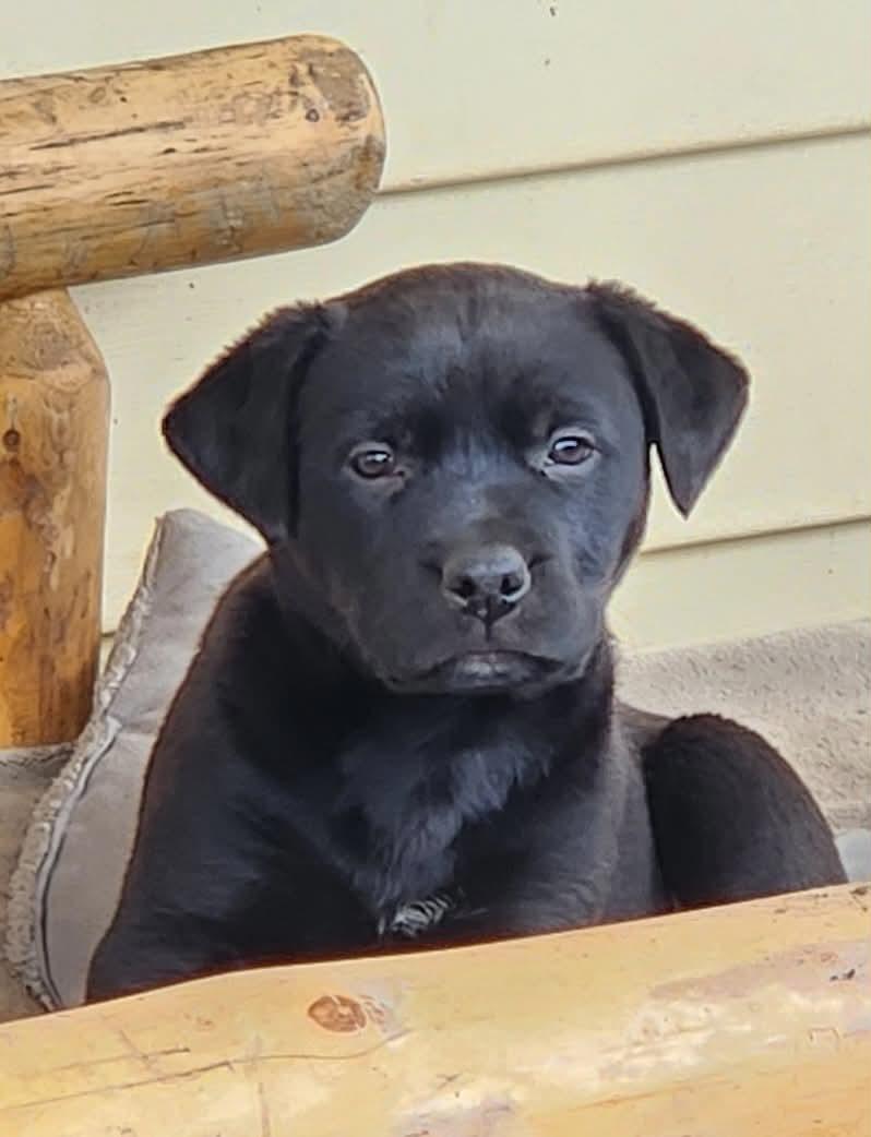 Enlarge Eritrea, a Adoptable mixed breed in Arlee, MT image 1/1