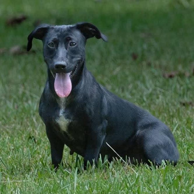 Beauty 21223 Foster Needed photo