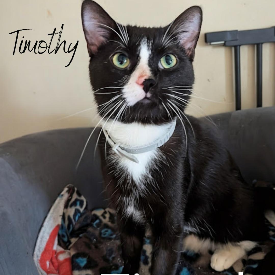 Enlarge Timothy, a Adoptable mixed breed in Janesville, WI image 1/1