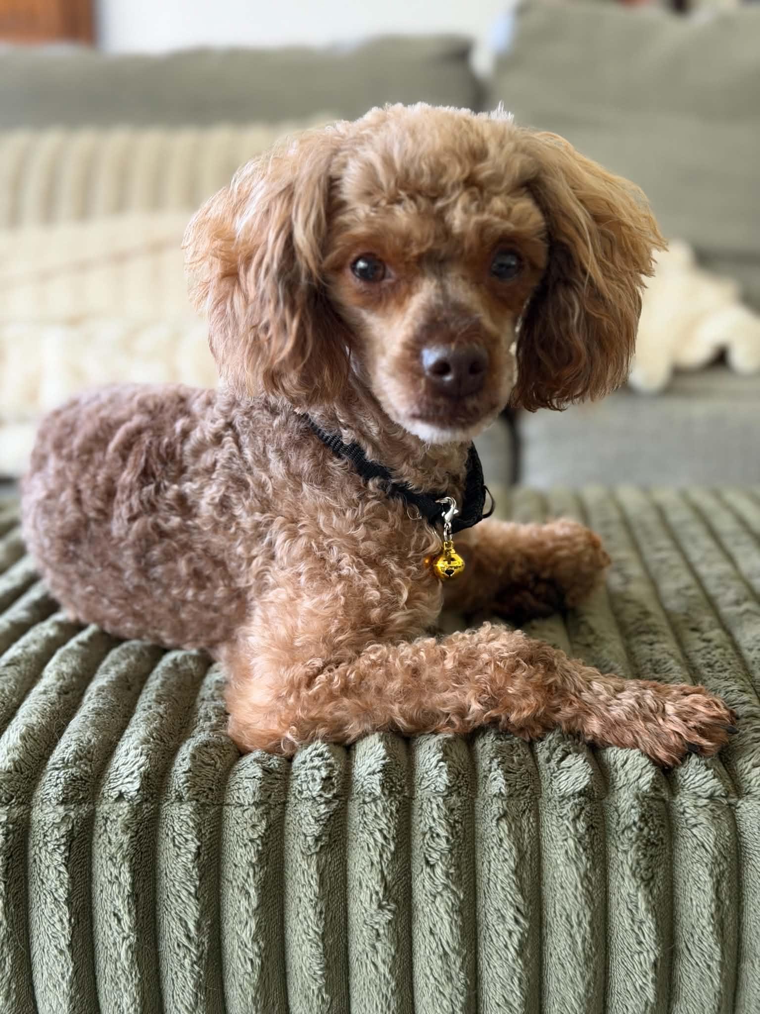 Linden, Adoptable, Adult Male Poodle.