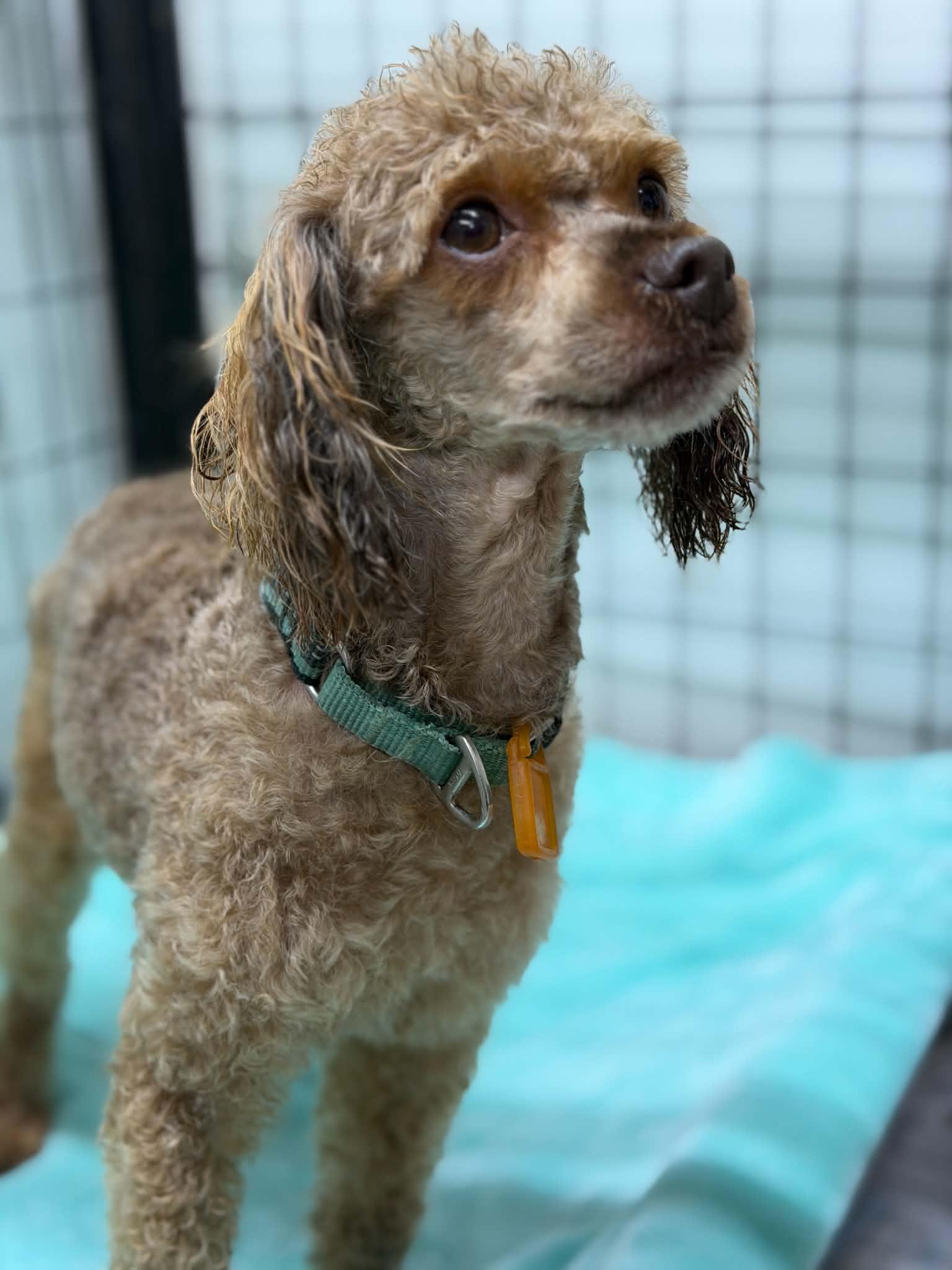Enlarge Linden, a Adoptable Poodle in Mukwonago, WI image 2/3