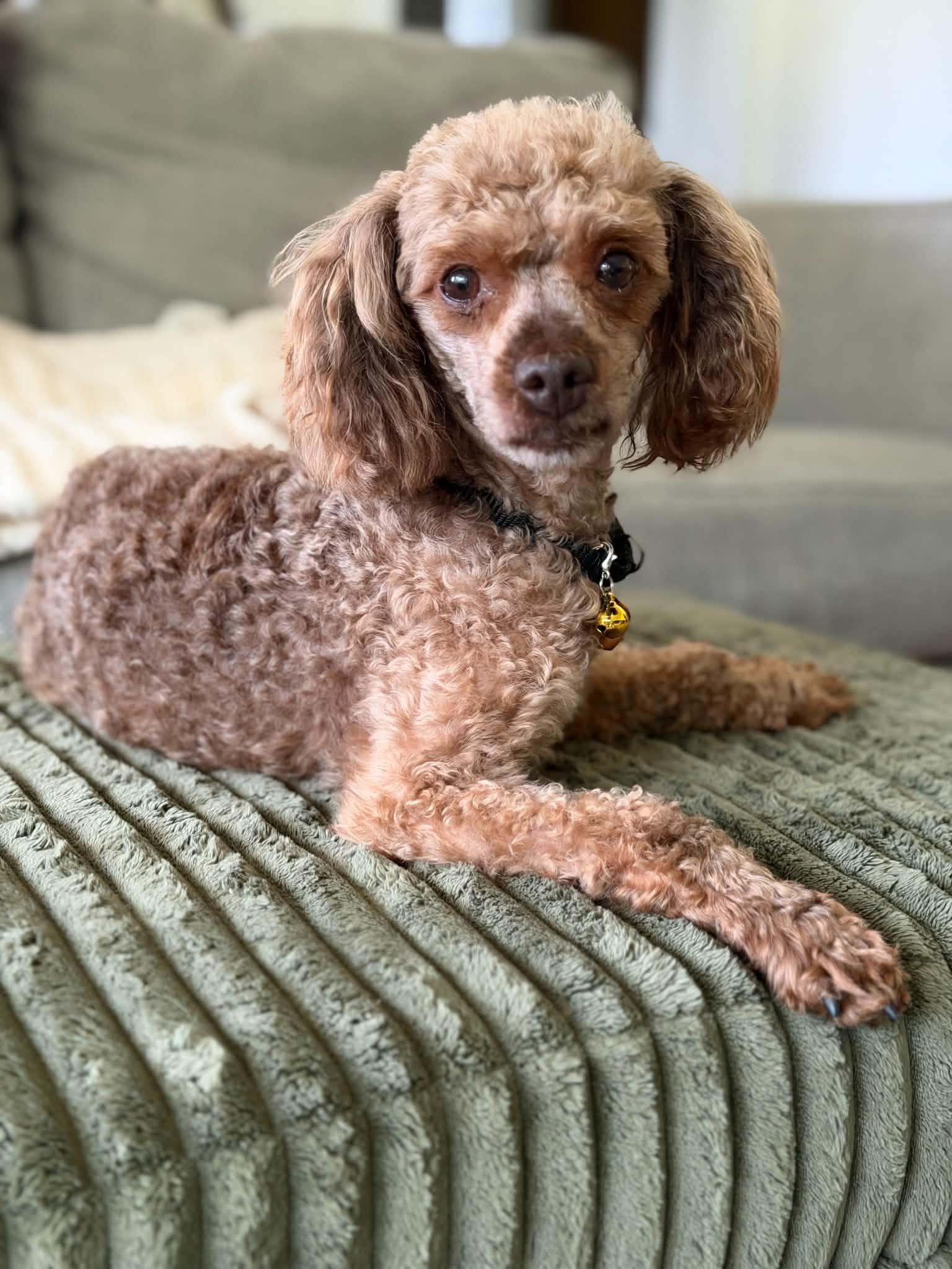 Enlarge Linden, a Adoptable Poodle in Mukwonago, WI image 3/3