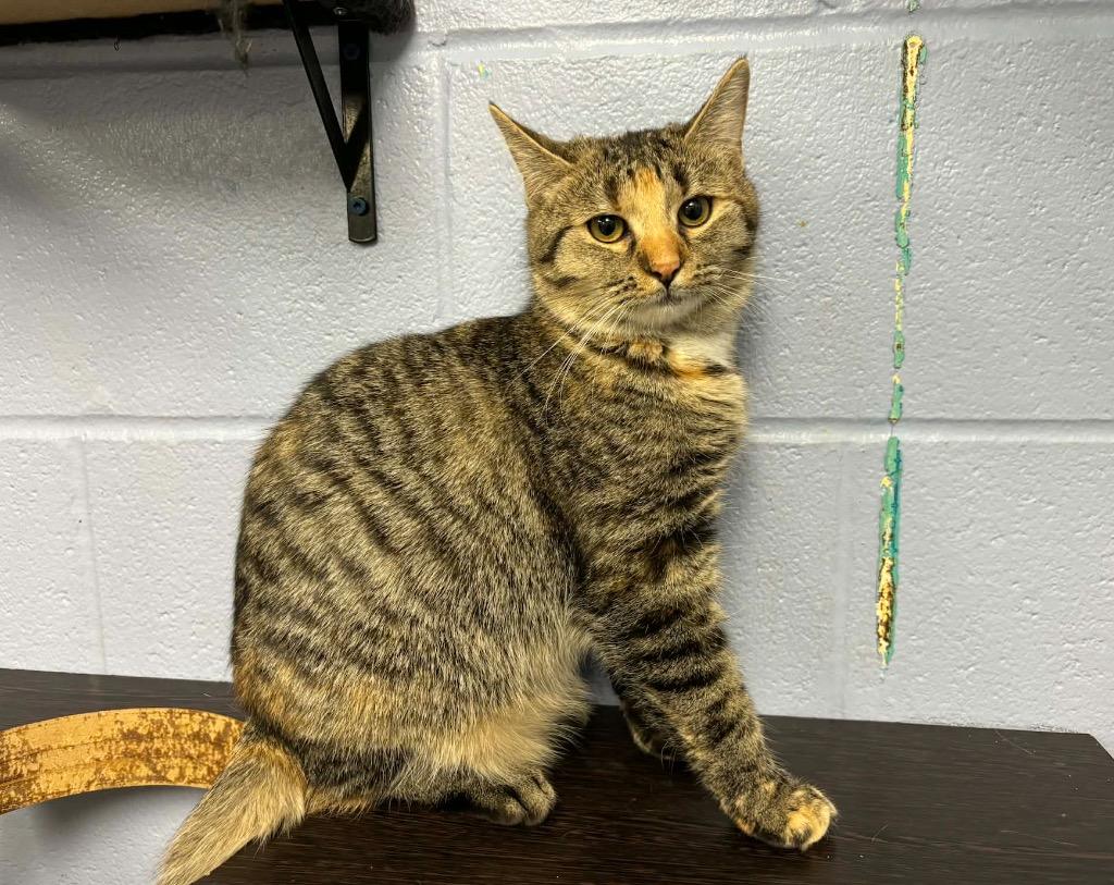 Corona, Adoptable, Young Female Domestic Short Hair.