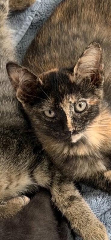 Caramel, Adopted, Kitten Female Domestic Short Hair & Tortoiseshell.