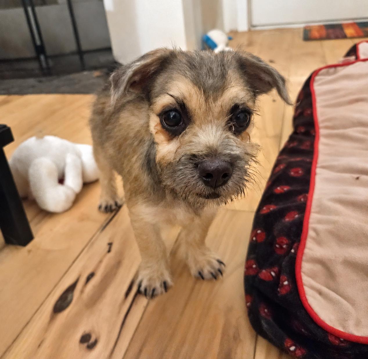 Leo, Adoptable, Puppy Male Border Terrier & Pug.