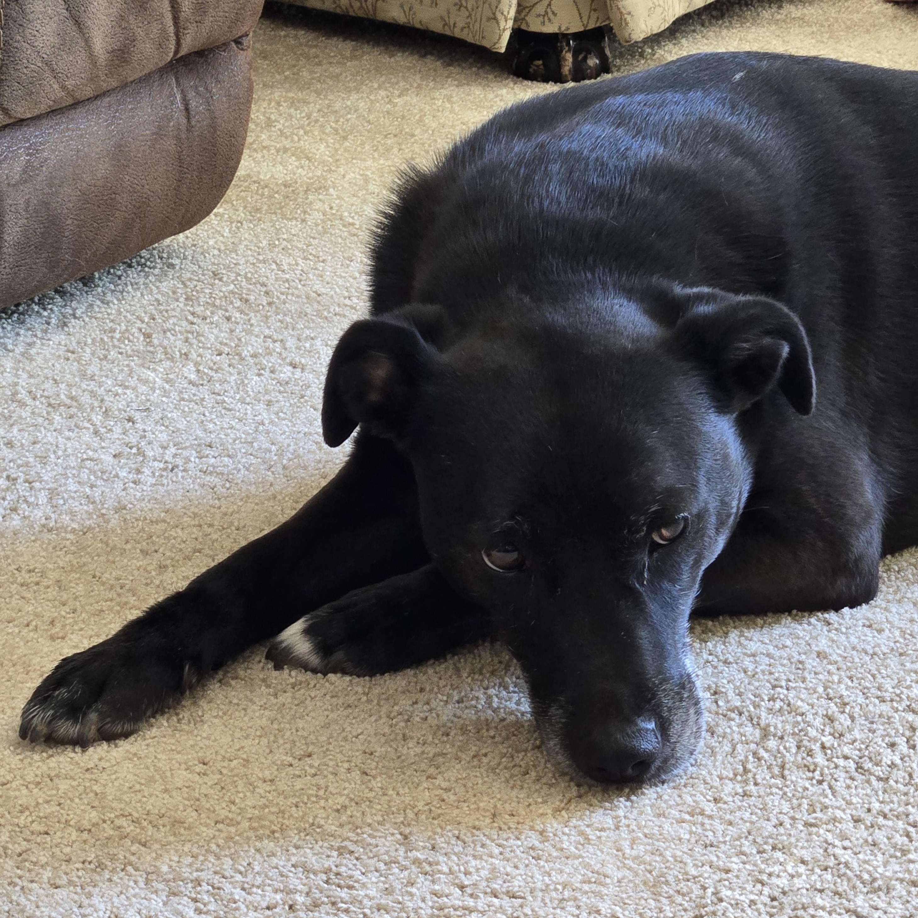 Bella, an adoptable Black Labrador Retriever, Terrier in Burney, CA, 96013 | Photo Image 1