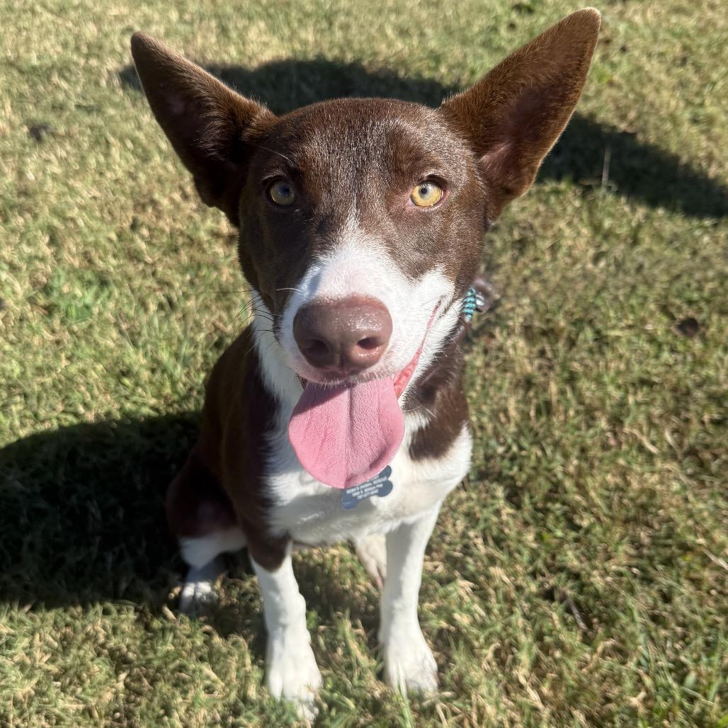 Buffy, Adopted, Young Female Australian Cattle Dog / Blue Heeler & Mixed Breed.