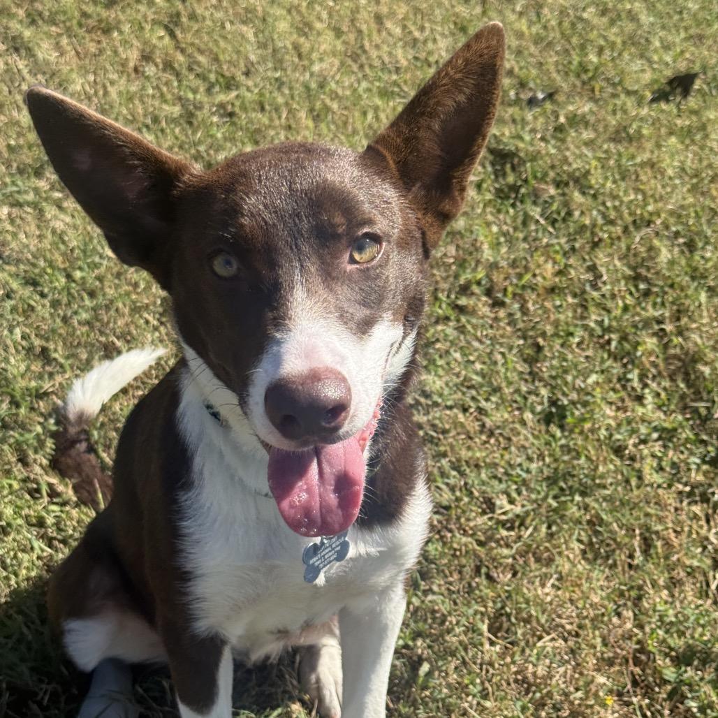 Enlarge Buffy, a Adopted mixed breed in Chesapeake, VA image 2/3