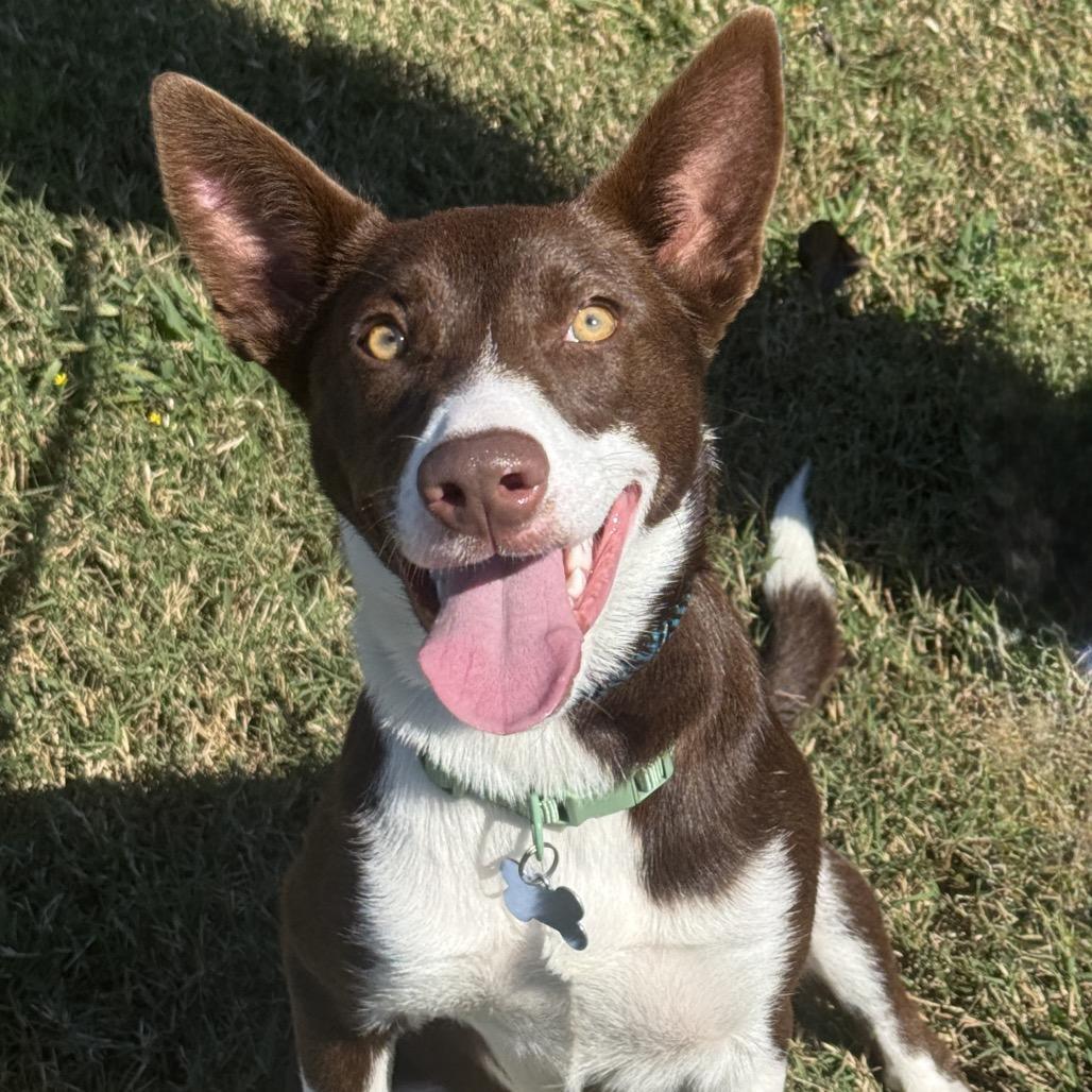 Enlarge Buffy, a Adopted mixed breed in Chesapeake, VA image 3/3