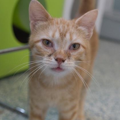 Straw, a Adoptable mixed breed in Verona, WI image 1/2