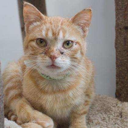 Straw, a Adoptable mixed breed in Verona, WI image 2/2