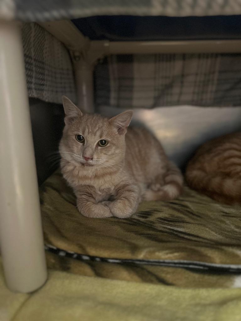 Enlarge Broomstick, a Adoptable mixed breed in Olean, NY image 2/3